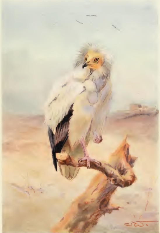 egyptian-vulture.png