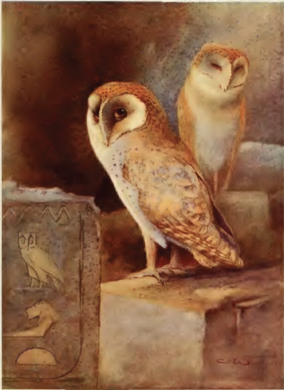 barn-owl.png